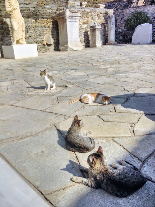 pylatroclus:one of my fav moments in greece this autumn - museum kittens enjoying the sun in philipp