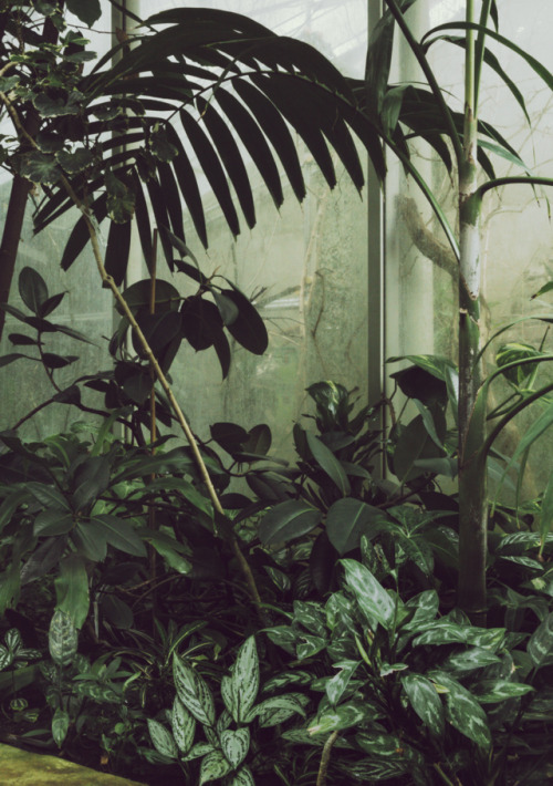 kenmarten:Lush - Plantasia, Swansea, UK (Part 1)