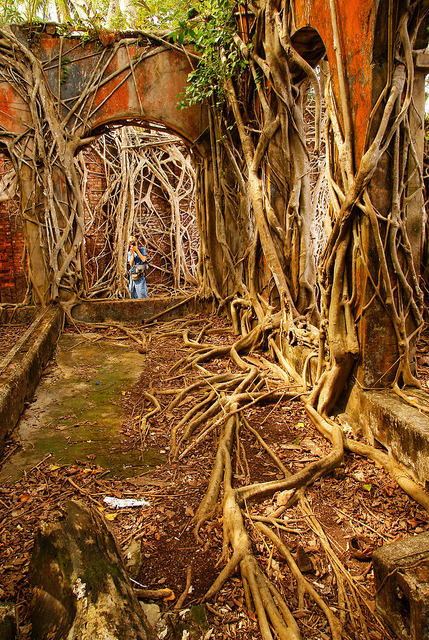 Nature taking control, South Andaman Islands / India (by elfin_lennie).