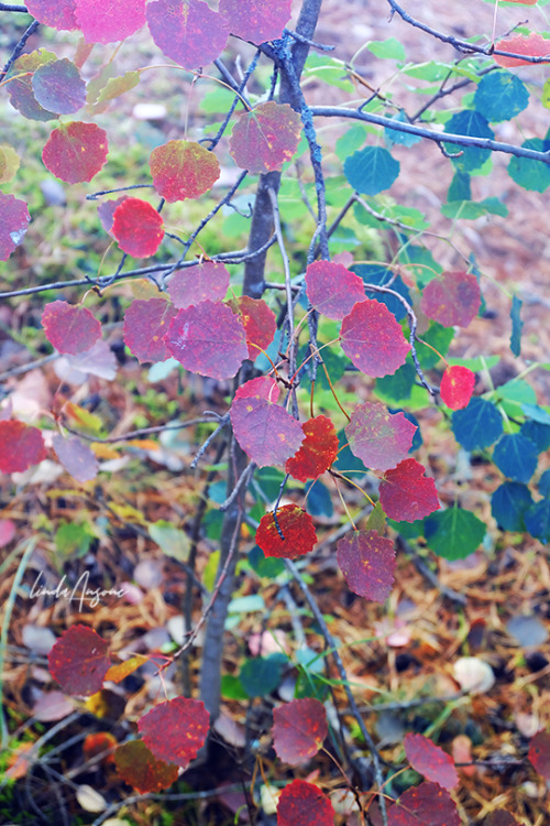 birch trees