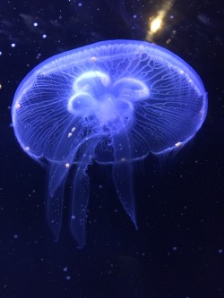 mothki: moon jellyfish // new orleans