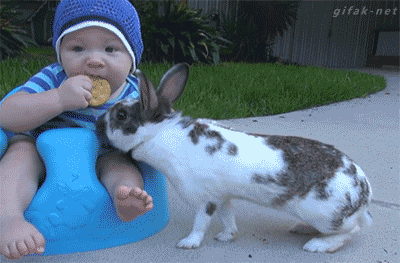 1780mh:  griffstream:  That went harey quickly   Damn that wasscally wabbit🐰