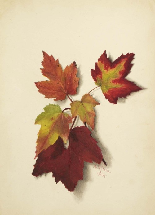 Mary Vaux Walcott, Autumn Leaves,1872. Watercolor on paper. USA. Smithsonian American Art Museum