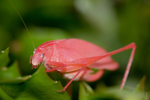 Sometimes, it is easier to be green.The pictured katydid is obviously atypical of its green brethren