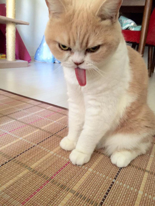 XXX catsbeaversandducks:  Meet Japanese Grumpy photo