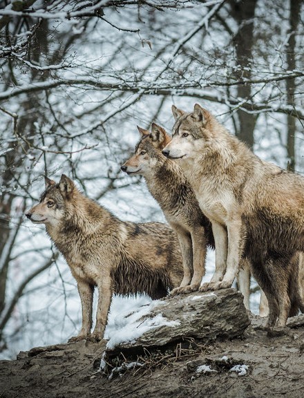 funkysafari:Canadian timber wolf pack by ラルフ - Ralf