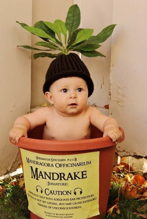 awesome-picz:     Baby Halloween Costumes That Are So Cute, It’s Scary. 