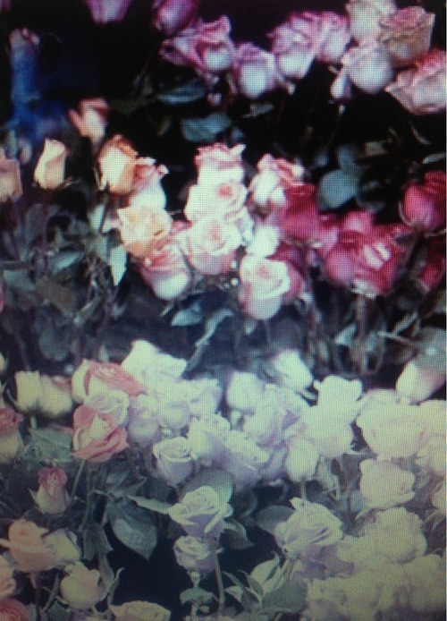 marcsafanni:  milk and roses, squeaky clean. a We Heart It-on http://weheartit.com/entry/68490583