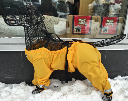 The dog pants debate has been settled. (photo by myutopian)