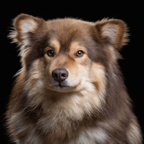 memewatney69:did-you-kno:mymodernmet:Intimate Animal Portraits Capture Unique Quirks and Personalities of Cats, Dogs, and HorsesIf you took portraits of my dogs, one of them would look majestic, regal, and wise from every angle, and the other would look