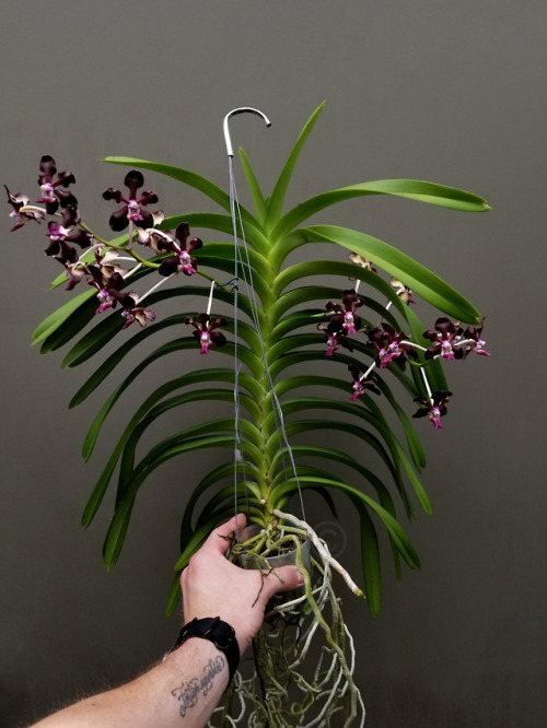 Vanda tesselata x merilli {Hybrid}