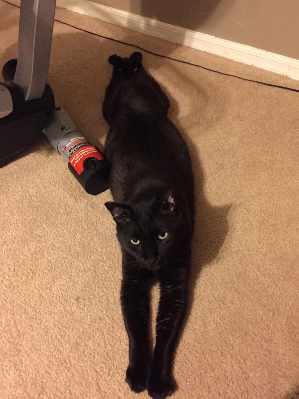 Cats and stuff