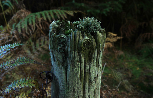 Long-forgotten, deep int he woods #FencepostOfTheWeek