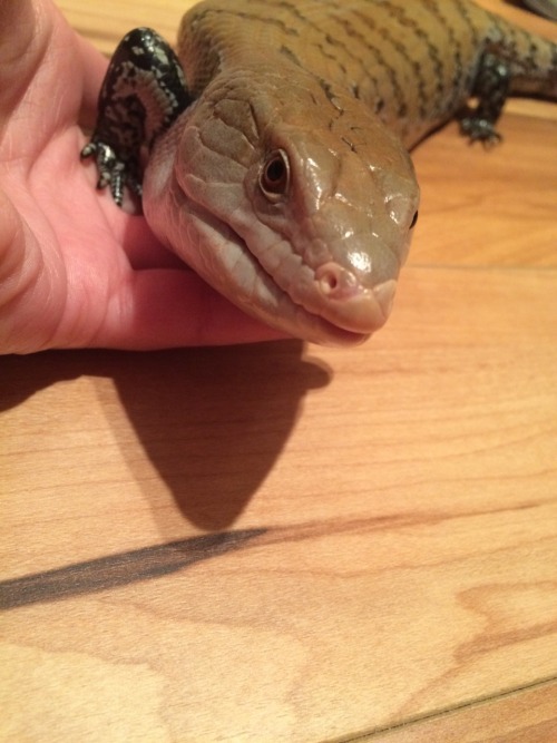 Just a quick update! I got a blue tongued skink! I believe her to be a merauke, but the seller didn&