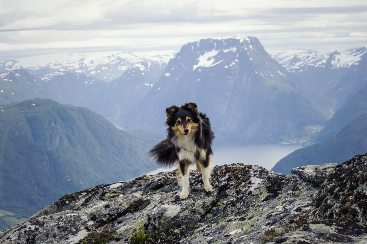 spartathesheltie:Sparta’s new personal record!Dunheia, 1165m above sea level