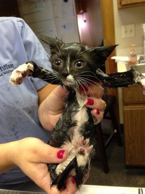 feliciasbitch:  beben-eleben:  Pets who love or hate their bath time  THIS IS MY FAVORITE POST. THERE ARE MANY LIKE IT BUT THIS IS MY FAVORITE. 