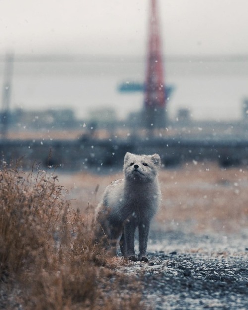 everythingfox:“~ A local arctic fox sniffing the air as the first snow of the season slowly falls do