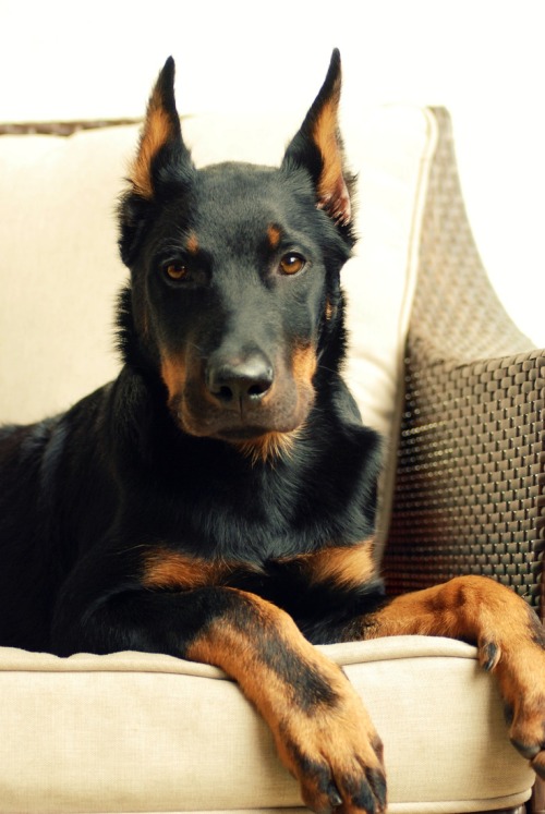 dogsandpupsdaily:  - Beauceron. Want more? Follow:http://dogsandpupsdaily.tumblr.com/