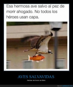 tusdesmotivaciones:  Algunos tienen la vocación de salvación demasiado desarrollada - Salidas del fondo de Bikini http://ift.tt/1Qim9W3