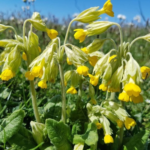 lynseygrosfield:Cowslip (Primula veris)  (at Avnø Naturcenter)