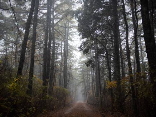 The Pine Barrens, New Jersey