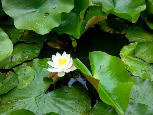 ecobota:  bartramsinbloom:  Nymphaea odorataWaterlilyJune 21, 2014Growing in the pond  found in Philadelphia, PA 