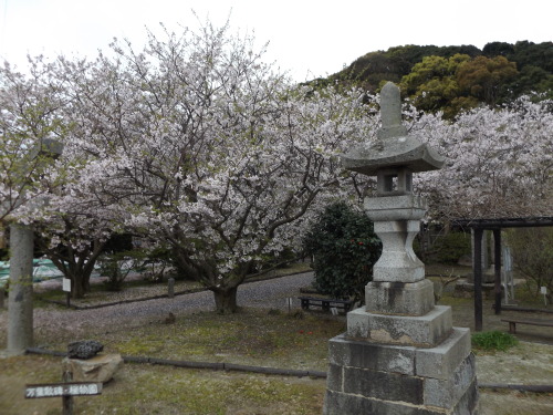 Sakura at a shrine