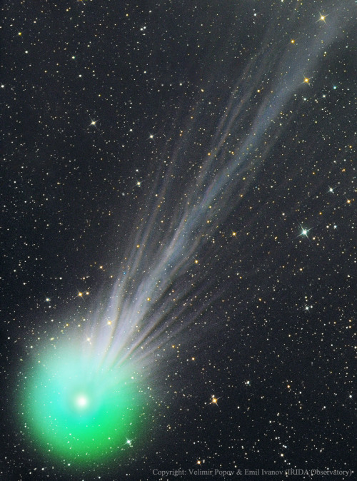 just–space:The ion tail of Comet Lovejoy. The three-panel image was taken nine days ago from t