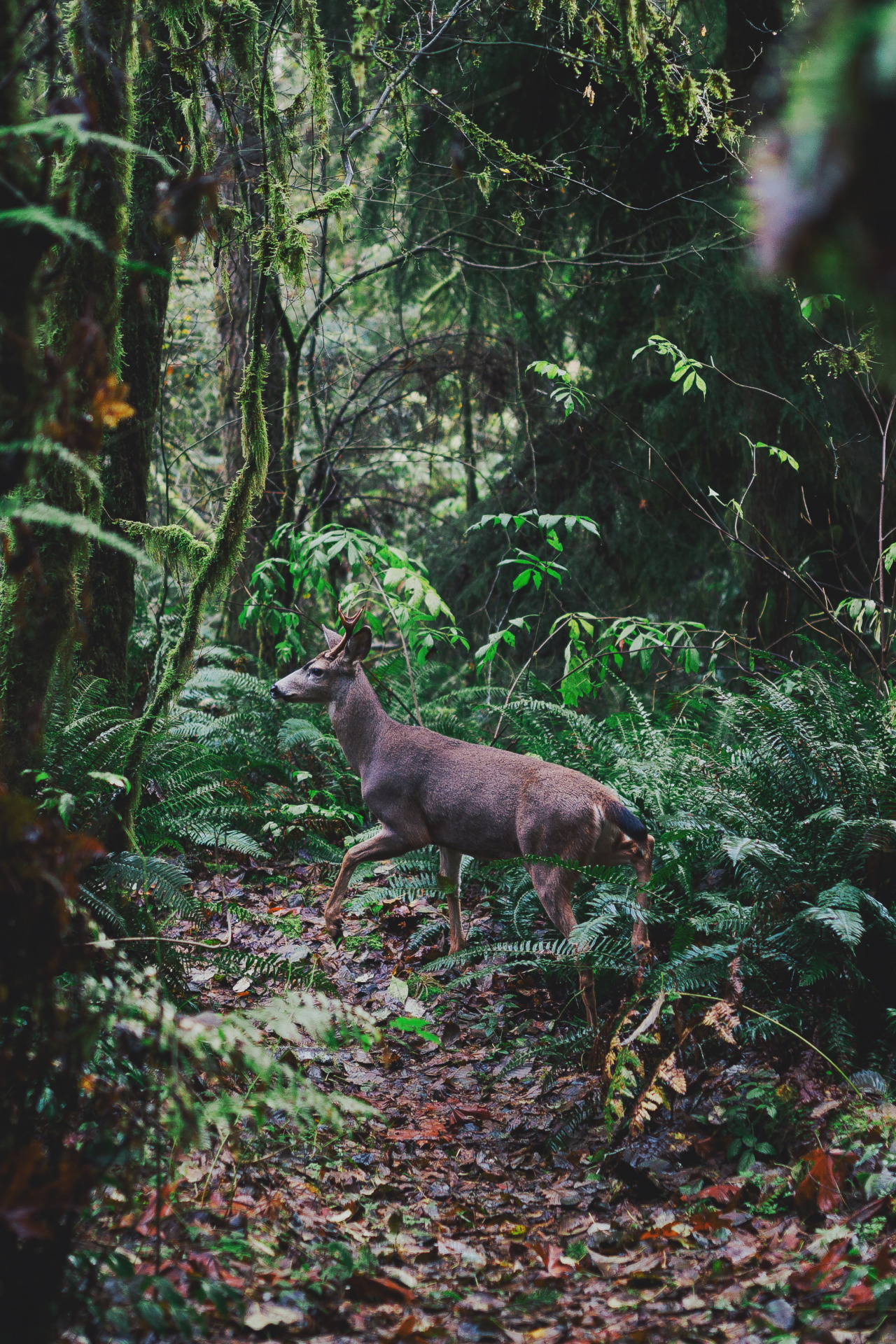 mstrkrftz:  Forest Friend by John Westrock 