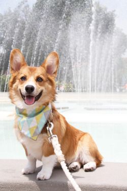 corgiaddict:  Cooper loves to play hide and seek but can he see why kids love the taste of cinnamon toast crunch?  Submitted by littlecooperbear Insta: @littlecooperbearFB: @littlecooperbear