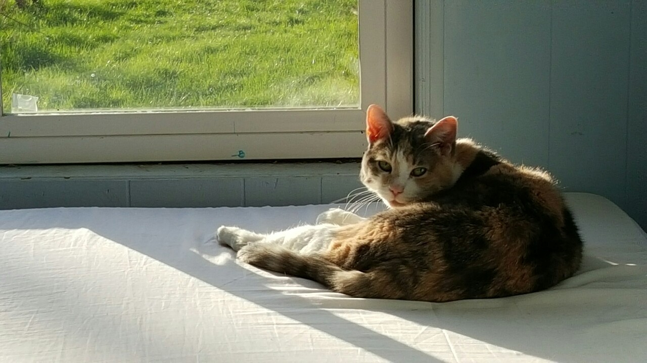 hardisonparker:  a good Cat 