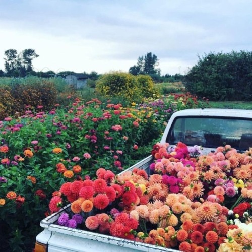 tuckturn:I would like a truck full of dahlias please