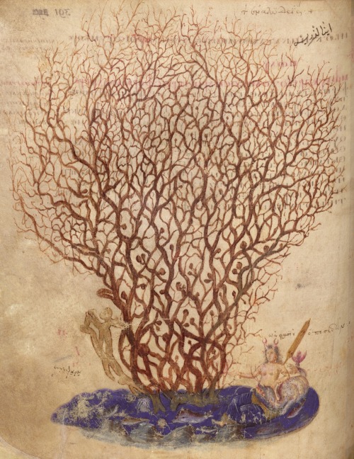 vaninnavaninni: Coral from Vienna Dioscurides manuscript, VI century.