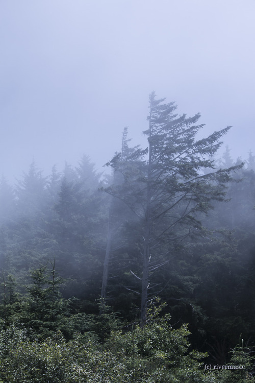 Cool Ocean Mists embrace the Coastal Forest; Samuel H. Boardman State Park, Oregon Coastriverwindpho