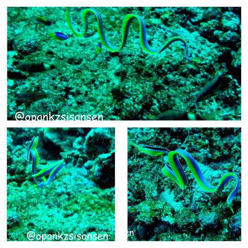 Yellow ribbon eel looks like when in hunting mode