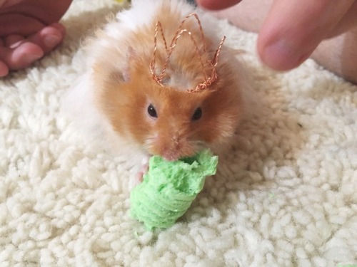 kitsncrowns: INMADE OUR HANSMTER A CROWN LOOK AT HIM HDMANDIOOKMAIWHEKQNW