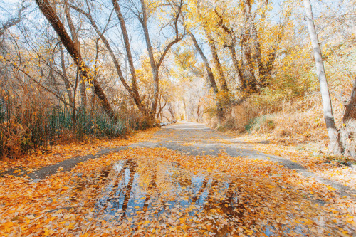 juliamstarr:autumn leaves in autumn rain puddles | instagram