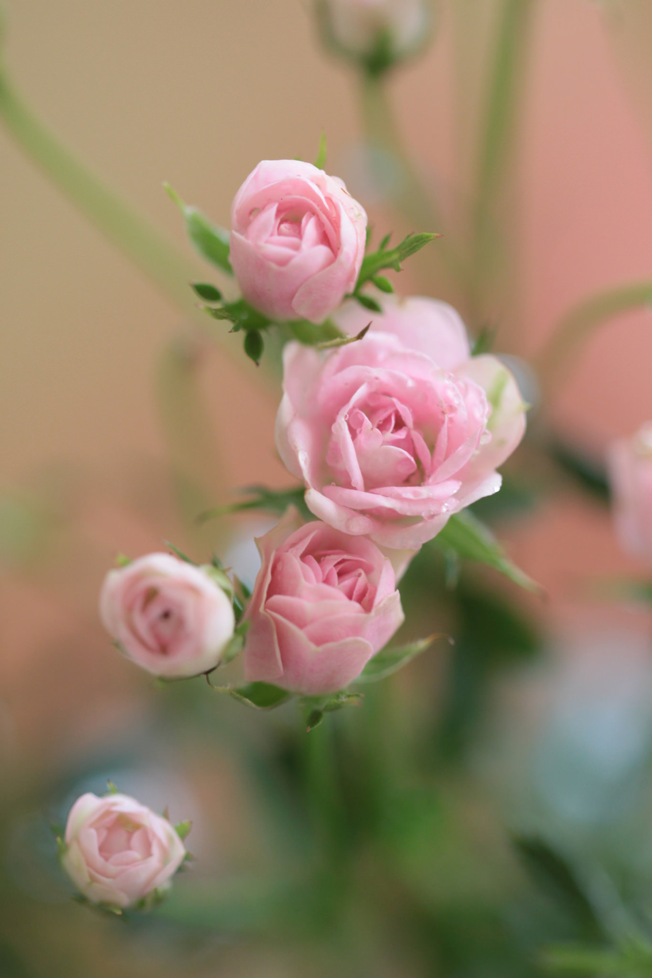 kendrasmiles4u:   	IMG_5790迷你玫瑰花 by goldenlo02    @kendrasmiles4u 