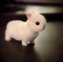 babyanimalgifs:  CUTEST BUNNY EVER