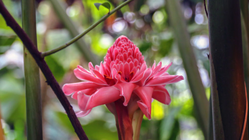 passion4plants: etlingera elatior -  torch ginger