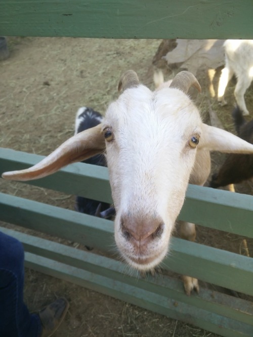 Attention seeking goat at ren fest!