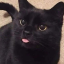 crossingblackcat