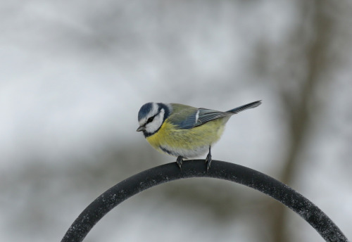 A few birds from my garden.