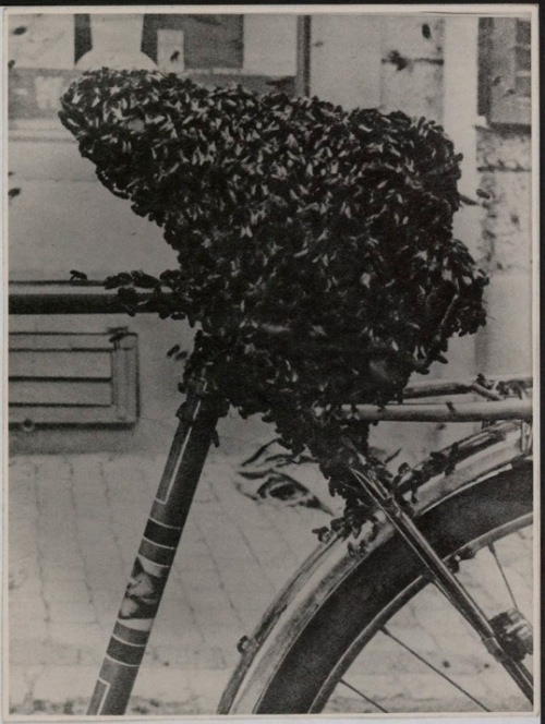 “ La bicyclette à la selle d’abeilles by Méret Oppenheim
This photograph of a swarm of bees covering a bicycle seat was sent to André Breton by Méret Oppenheim (and published in Médium: communication surréaliste, no. 3, mai 1954).
Also ”