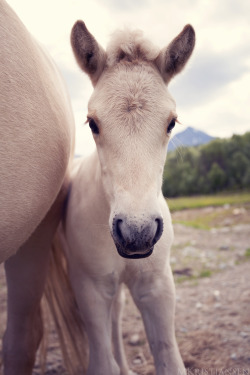 mkristiansen: Curious little filly