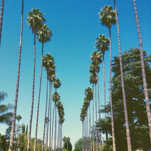 Palm Tree Nation - Definitely a So-Cal Signature. #iphoneonly #nomadstatus #palmtrees #ventura #igers #labordayweekend
