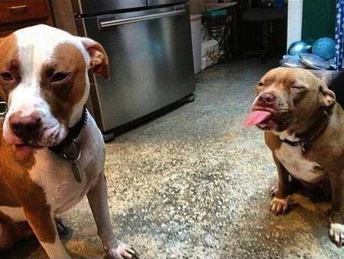 bighairedshenanigans:  buzzfeedanimals:  Pit bulls are buddies, not bullies!  I don’t want to be friends with anybody who thinks pit bulls are a mean breed. My dog is half pit bull and is the sweetest creature I’ve ever encountered. 