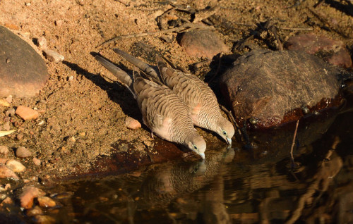 A Pair Of Peaceful Doves (Geopelia Placida) Drink From A Creek In West Kimberley, WA, Australia