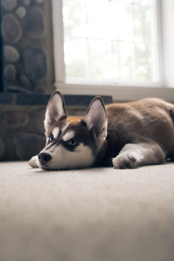 plasmatics-life:  Husky Pup ~ By WhitbeckPhoto