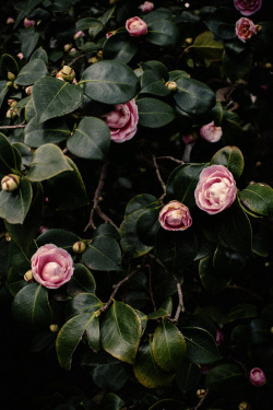 miyukimardon:  Pink Camellia @Society6